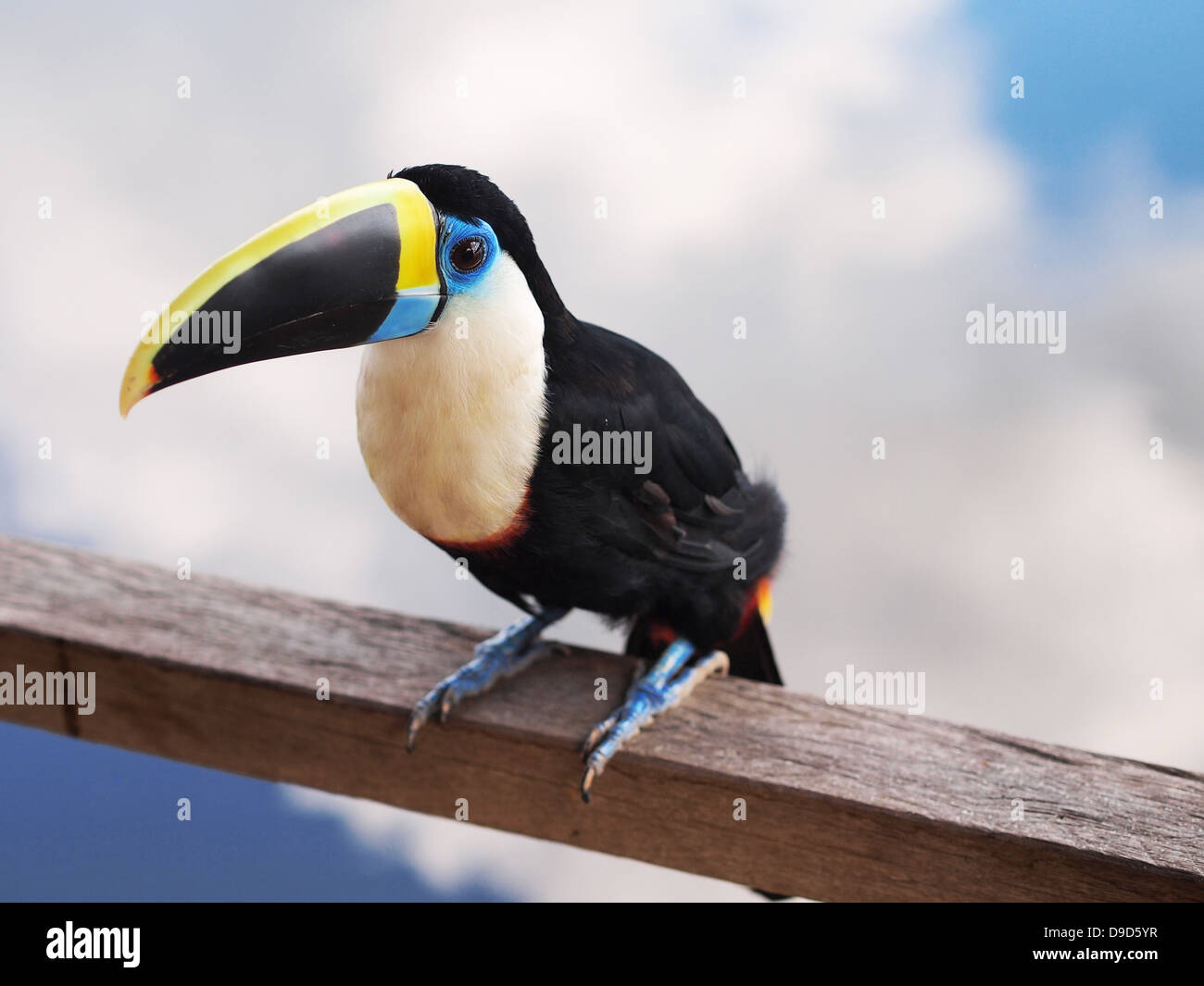 Tukan im Amazonas-Dschungel. Stockfoto