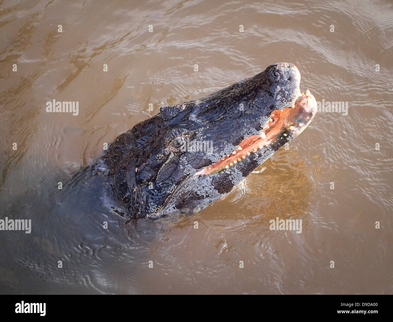 Kaiman im Wasser im Pantanal, Brasilien. Stockfoto