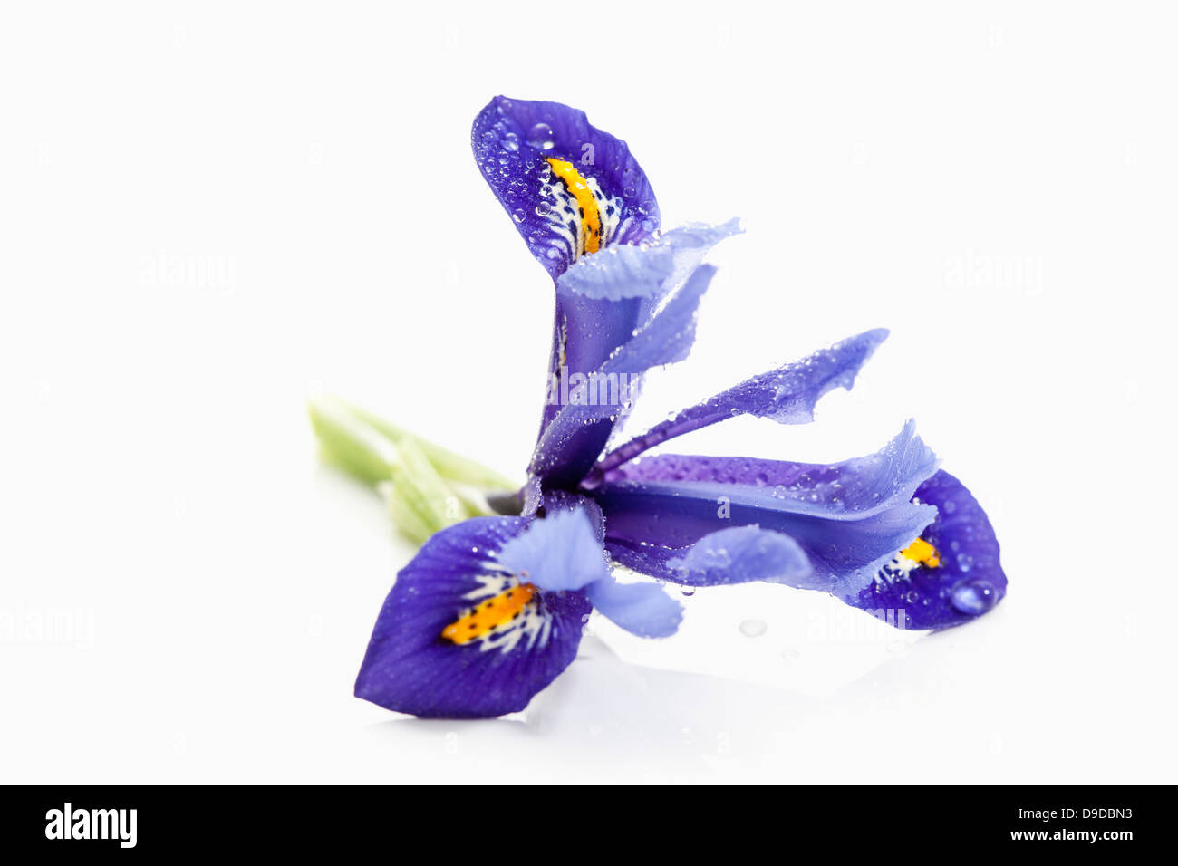 Zwerg-Iris Blume auf weißem Hintergrund, Nahaufnahme Stockfoto