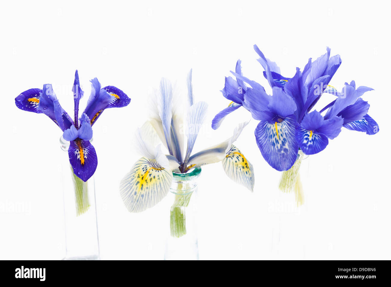Zwerg-Iris-Blume in Vase auf weißem Hintergrund Stockfoto