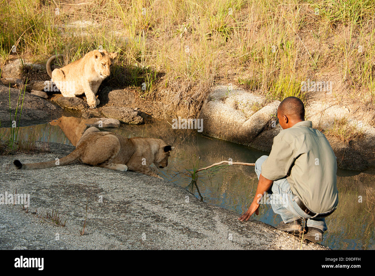 Löwe-Handler fördert Cub Wachheit durch zu spielen. Antelope Park, Simbabwe. Stockfoto