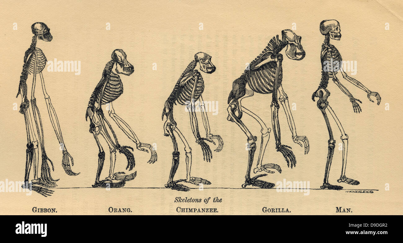 Primas Skeltons von Gibbon, überließ man Gibbon proportional zweimal natürliche Größe. Stockfoto