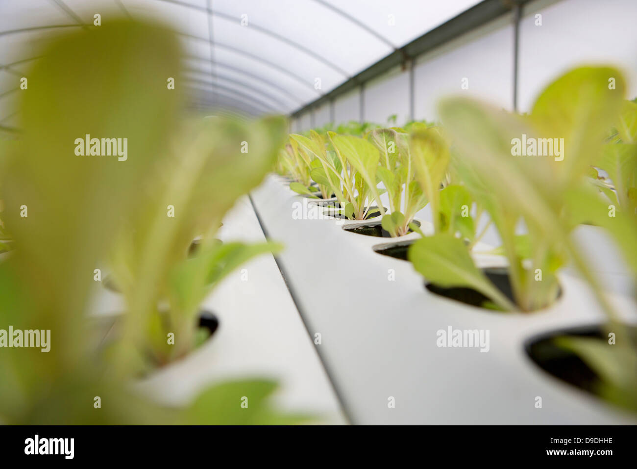 Salatblätter wachsen in Kindergarten Stockfoto