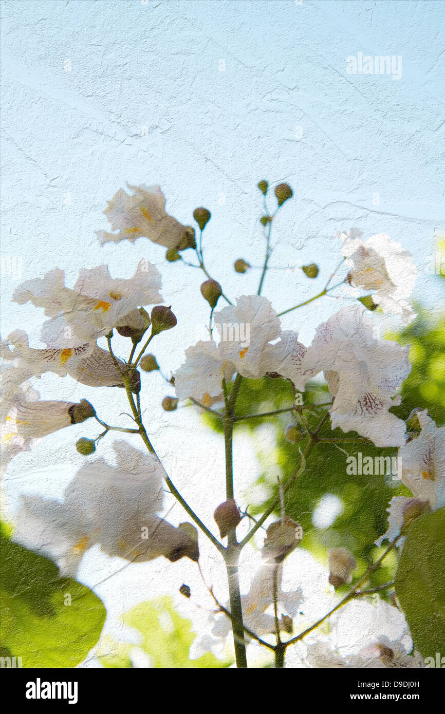 Hintergrund der Blumen mit Textur Stockfoto