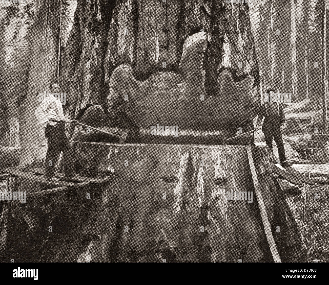 Schneiden einen riesigen California Redwood-Baum im späten 19. Jahrhundert. Stockfoto