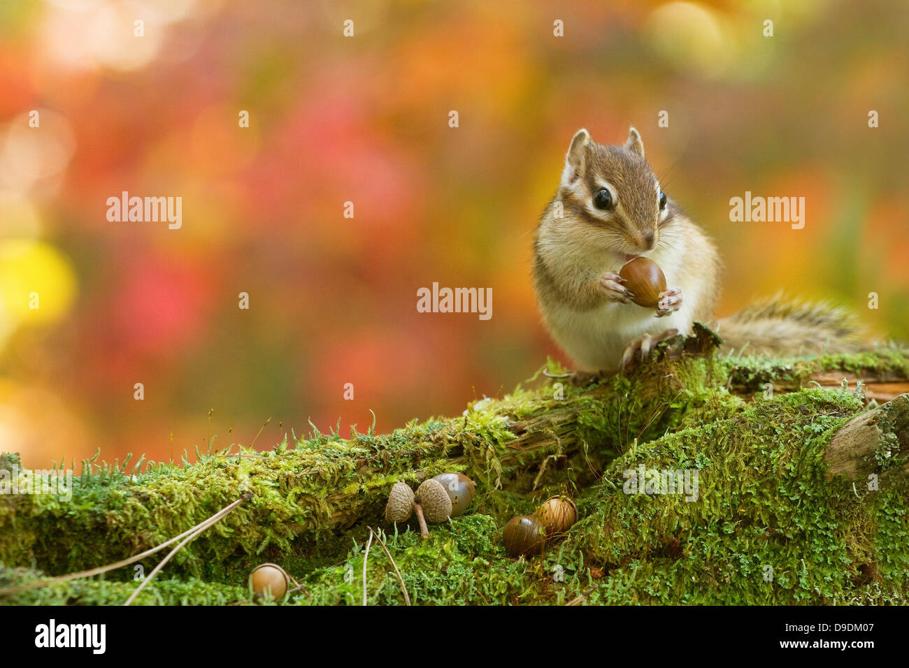 Chipmunk acorn -Fotos und -Bildmaterial in hoher Auflösung – Alamy