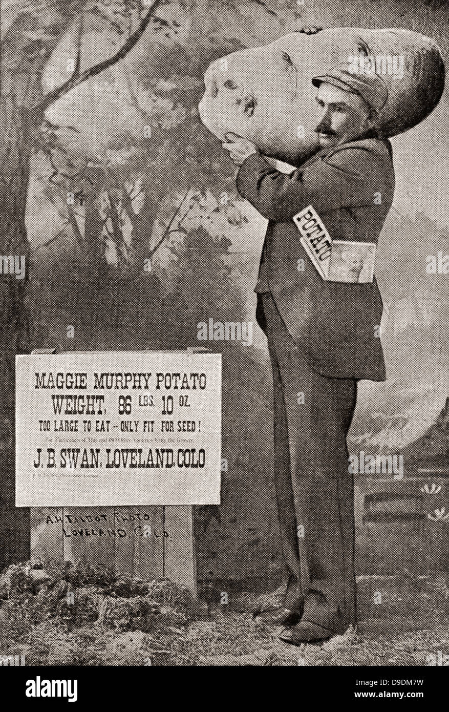 Die größte Kartoffel auf Aufzeichnung in 1879. Die Maggie Murphy-Kartoffel mit einem Gewicht von 86 lbs 10oz. Stockfoto