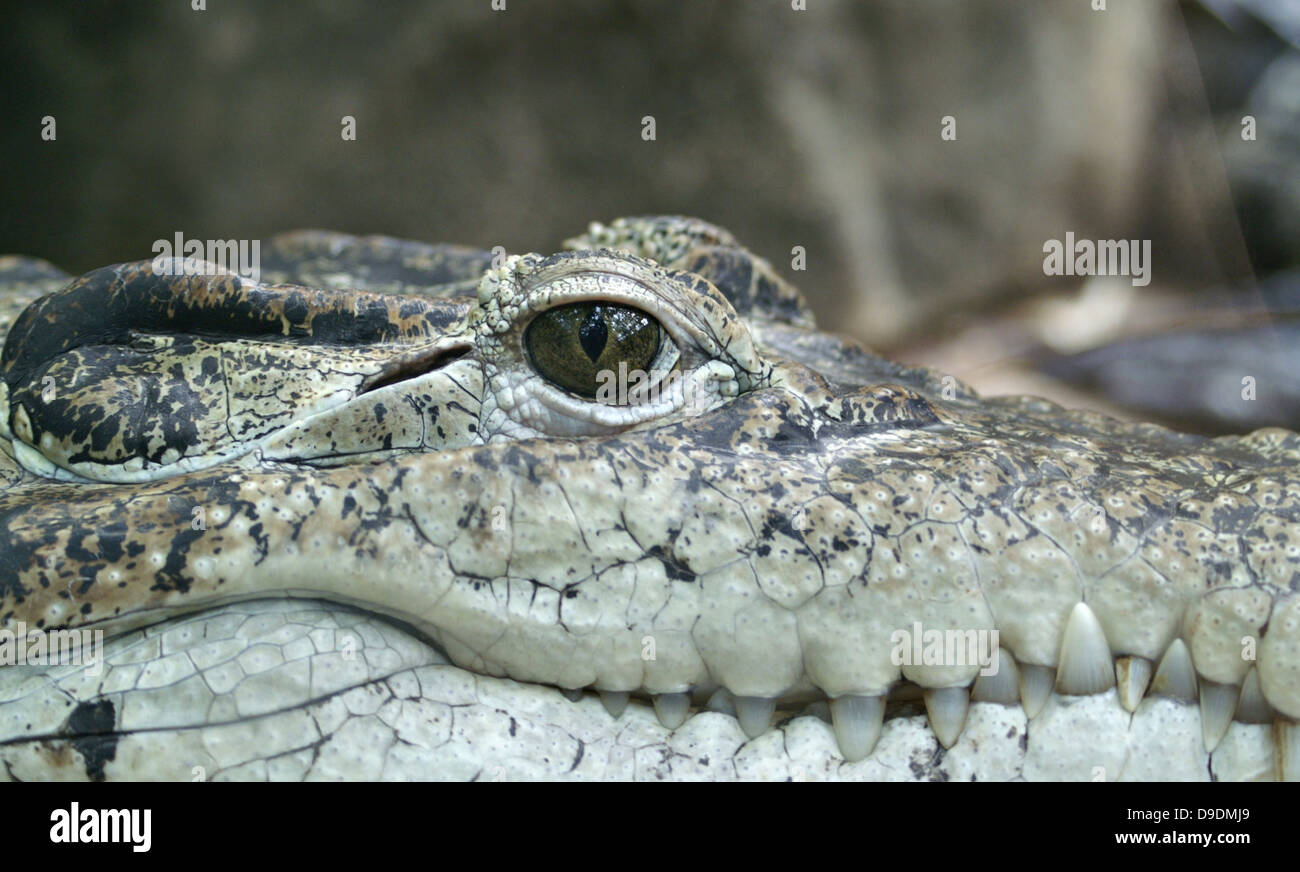 Krokodiljäger Tier Auge Alligator Reptil Stockfoto