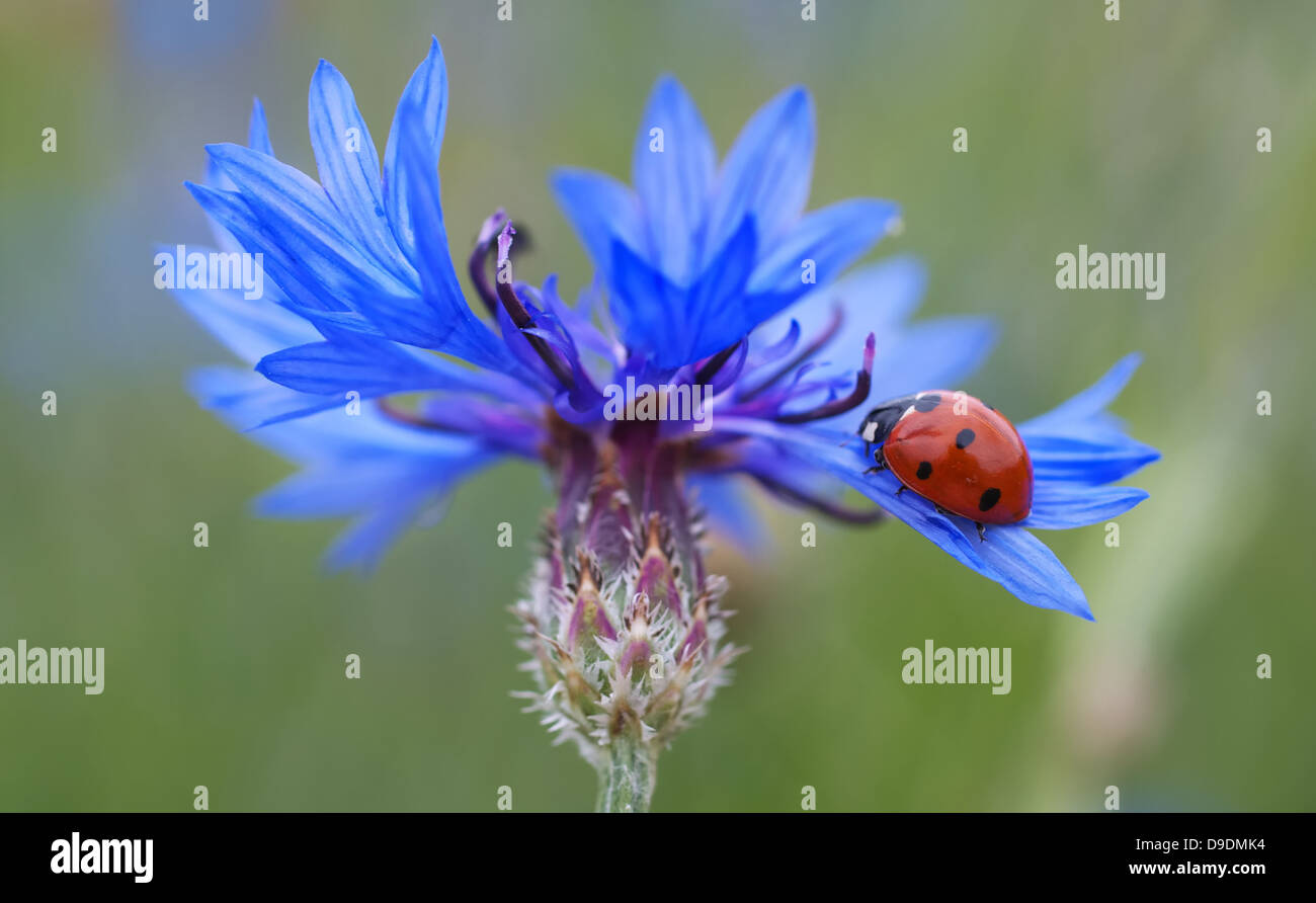 Ein Marienkäfer (Siebenfleckig) ruht auf einer Kornblume, einer blauen Blume, die einen Kontrast zum Rot und Schwarz des Käfers bildet. Diese Szene zeigt die Schönheit der Natur und die Beziehung zwischen Bestäubern und Pflanzen. Stockfoto
