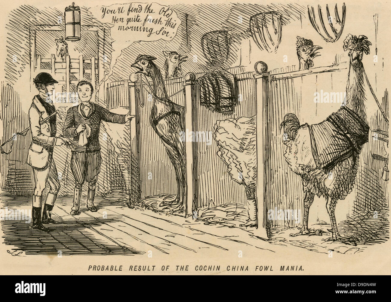 Cartoon aus "Punch", London 1853, lustig bei der Manie für das neue große Cochin-China Geflügel. Stockfoto