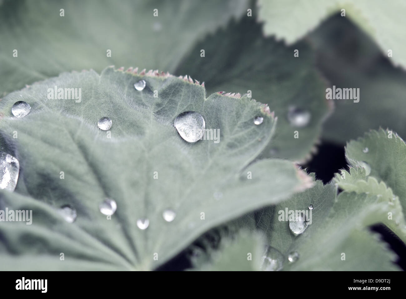 Wassertropfen auf niedrigen gesättigten Pflanzenblattes Stockfoto