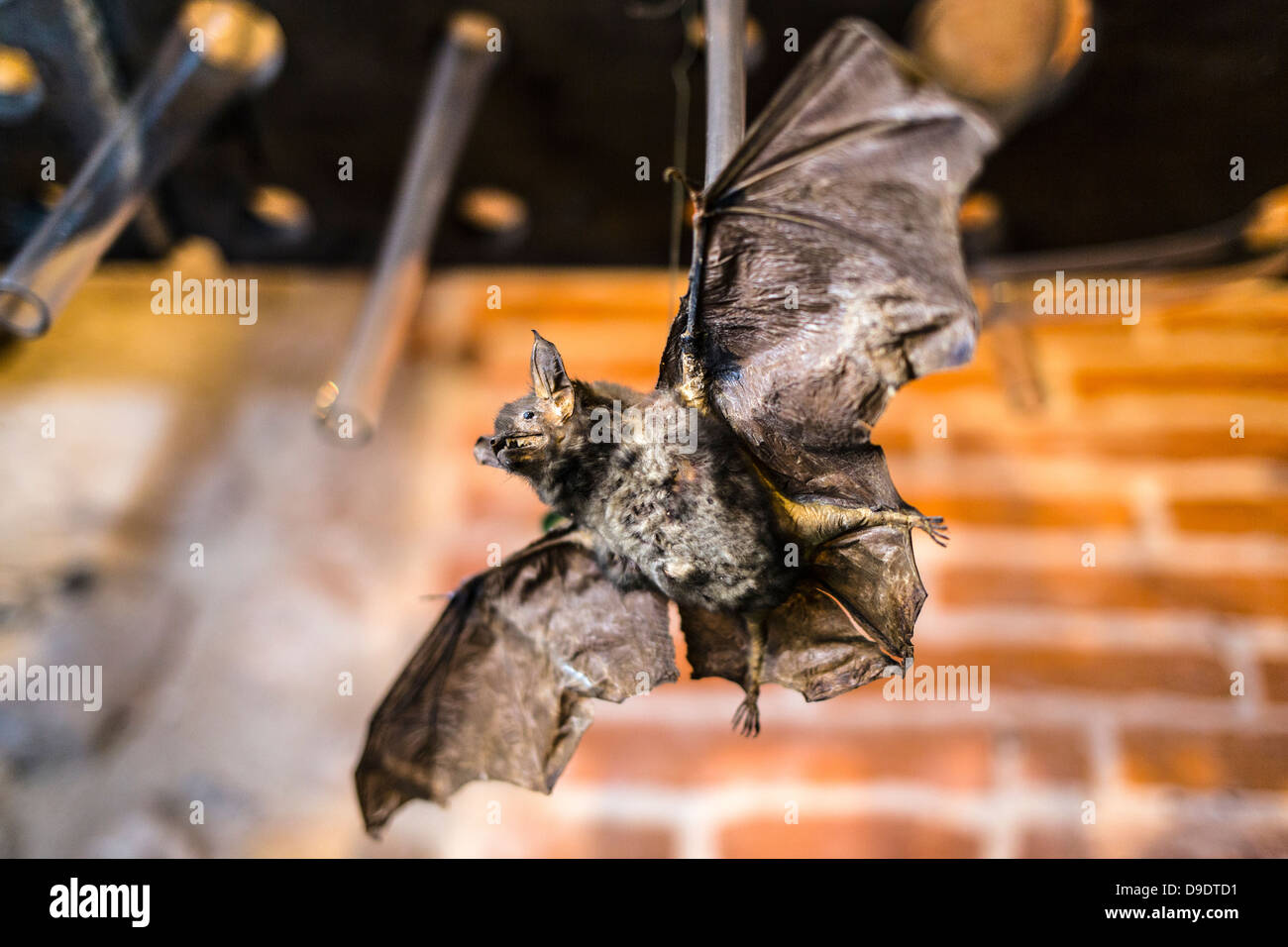 Präparatoren Fledermäuse in das Apothekenmuseum, Collegium Mindestmaß an der Jagiellonen-Universität Krakau, Polen, Osteuropa, Europa Stockfoto