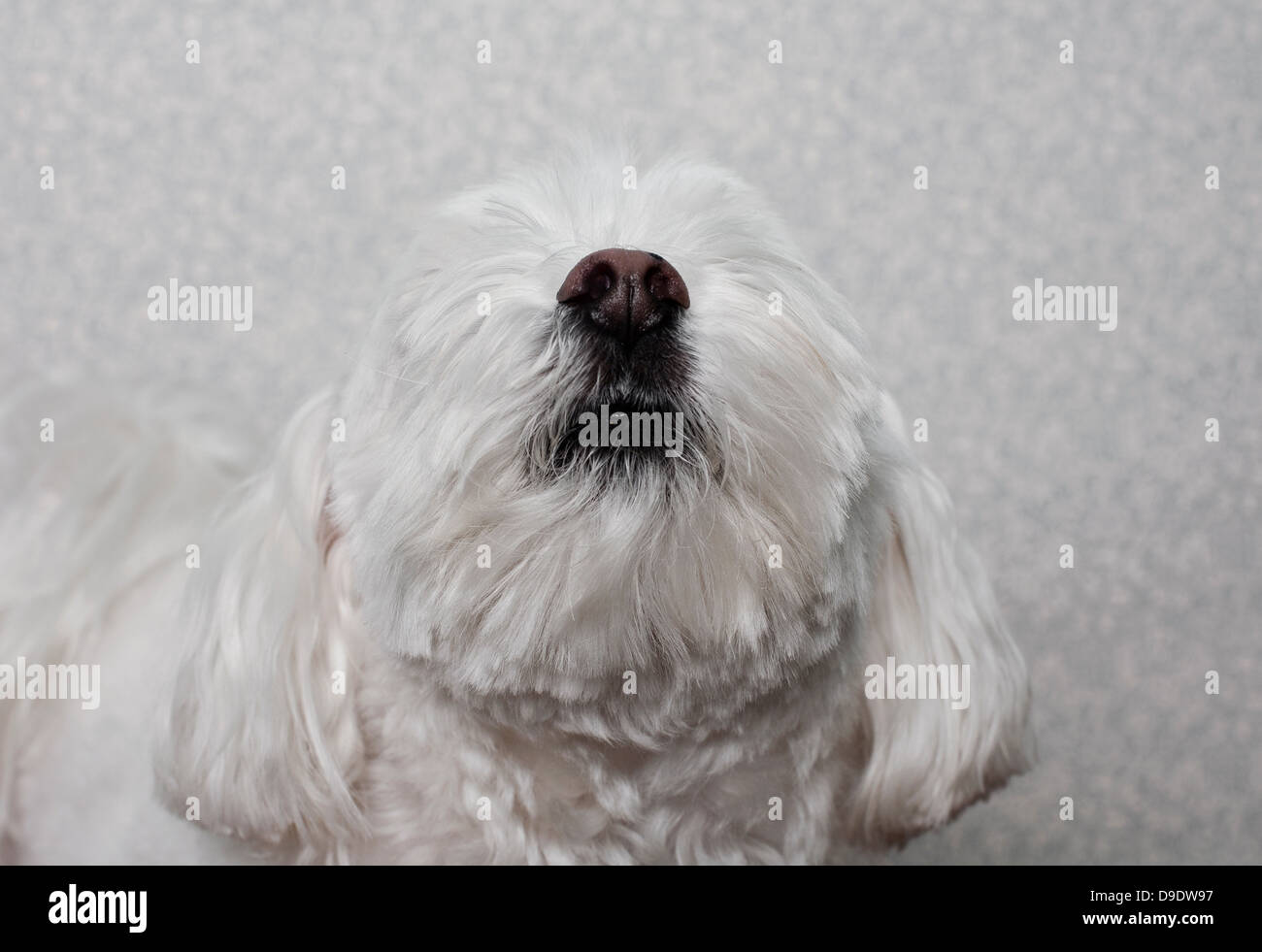 Malteser Hund nachschlagen Stockfoto