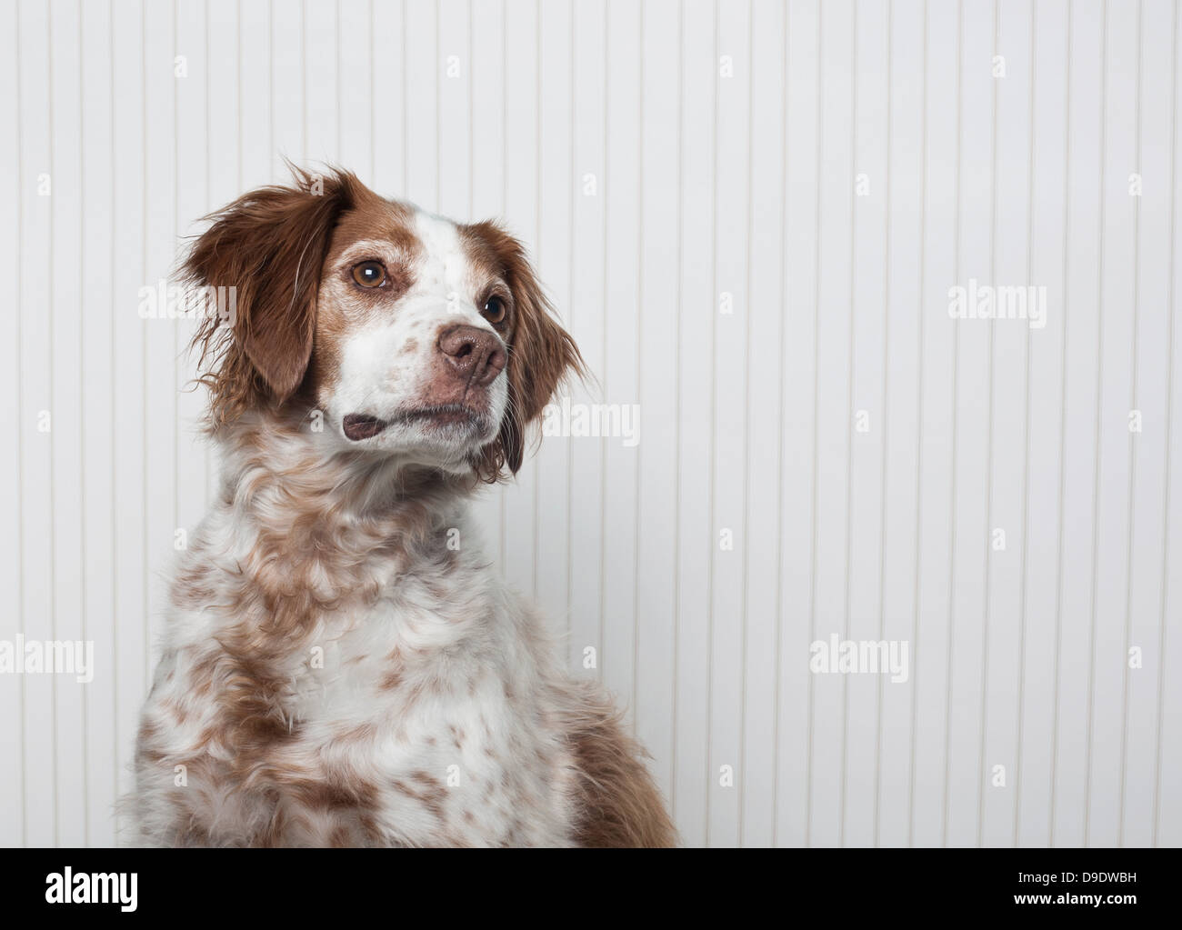 Porträt von einem Brittany Spaniel Stockfoto