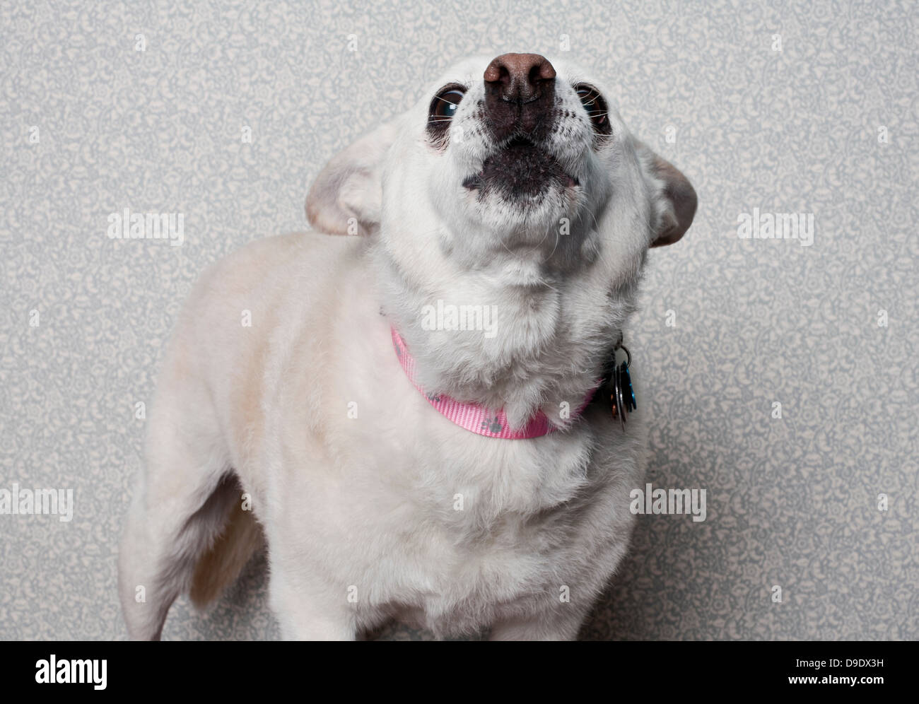 Golden Retriever und Terrier Mix Hund Stockfoto