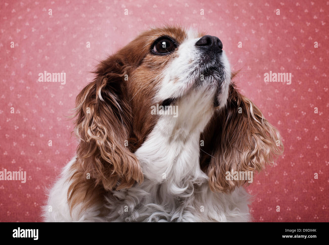 Cavalier King Charles Spaniel Stockfoto