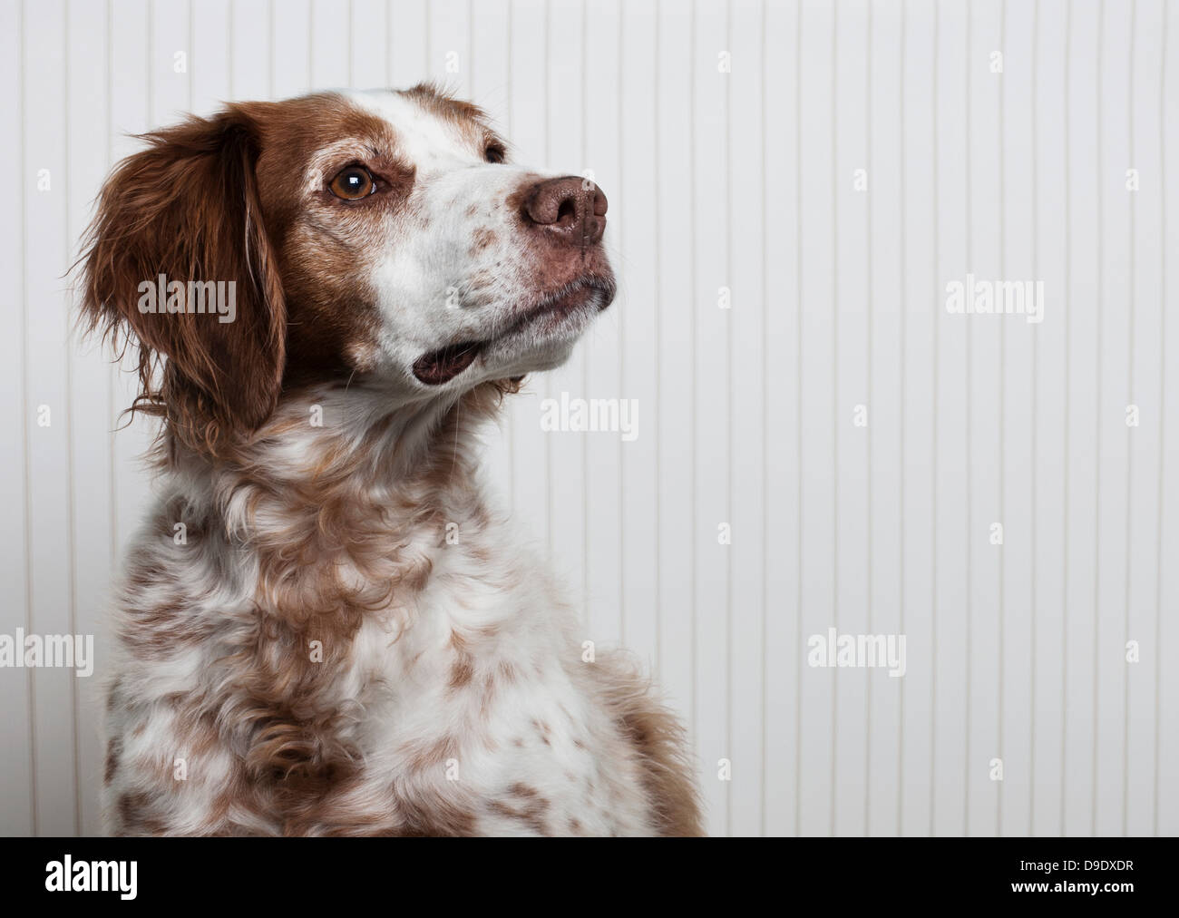 Porträt von einem Brittany Spaniel Stockfoto