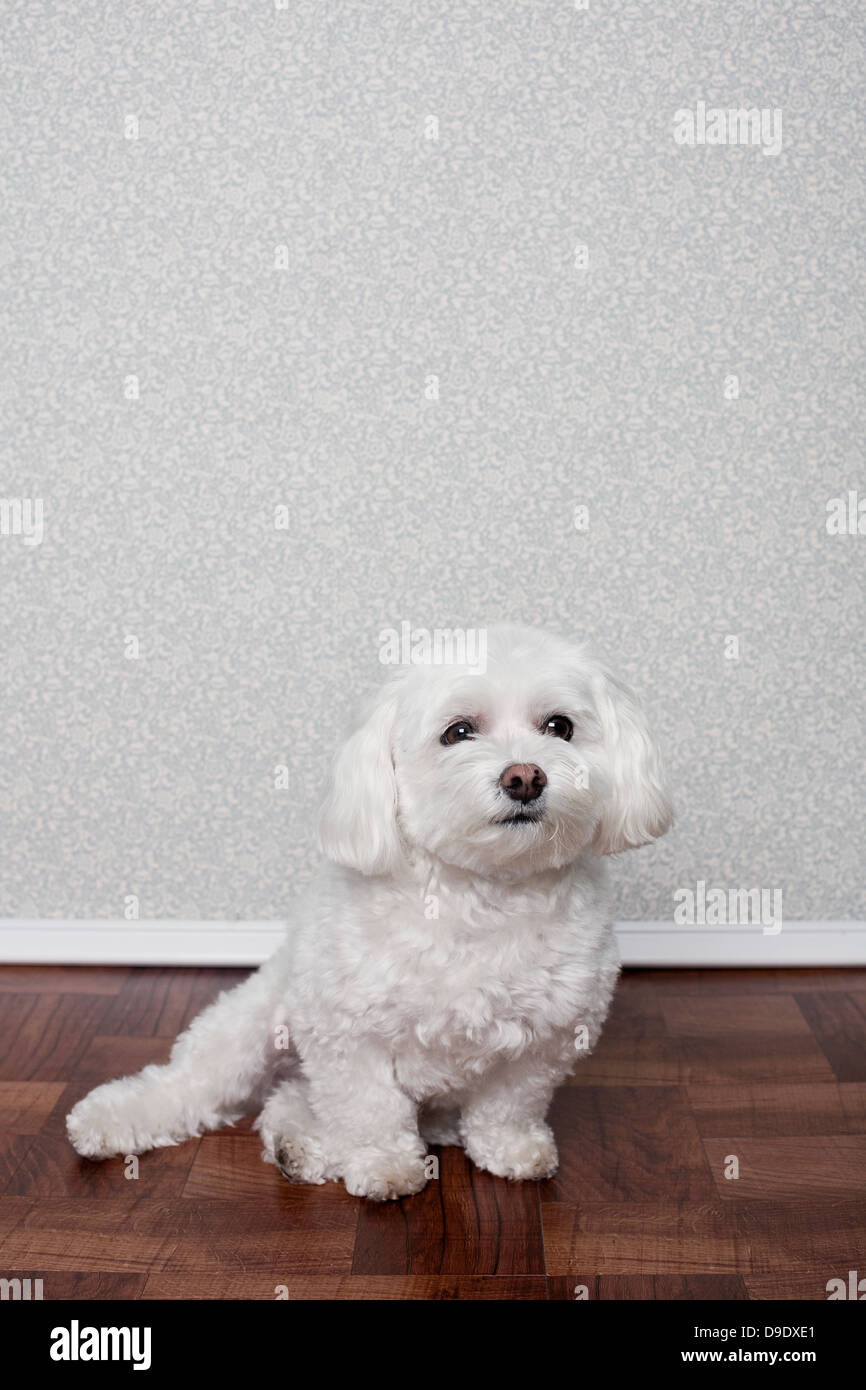 Porträt des Malteser Hund Stockfoto