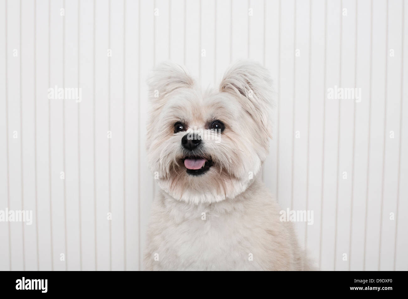 Porträt von ein Yorkshire-Terrier-Mix-Hund Stockfoto