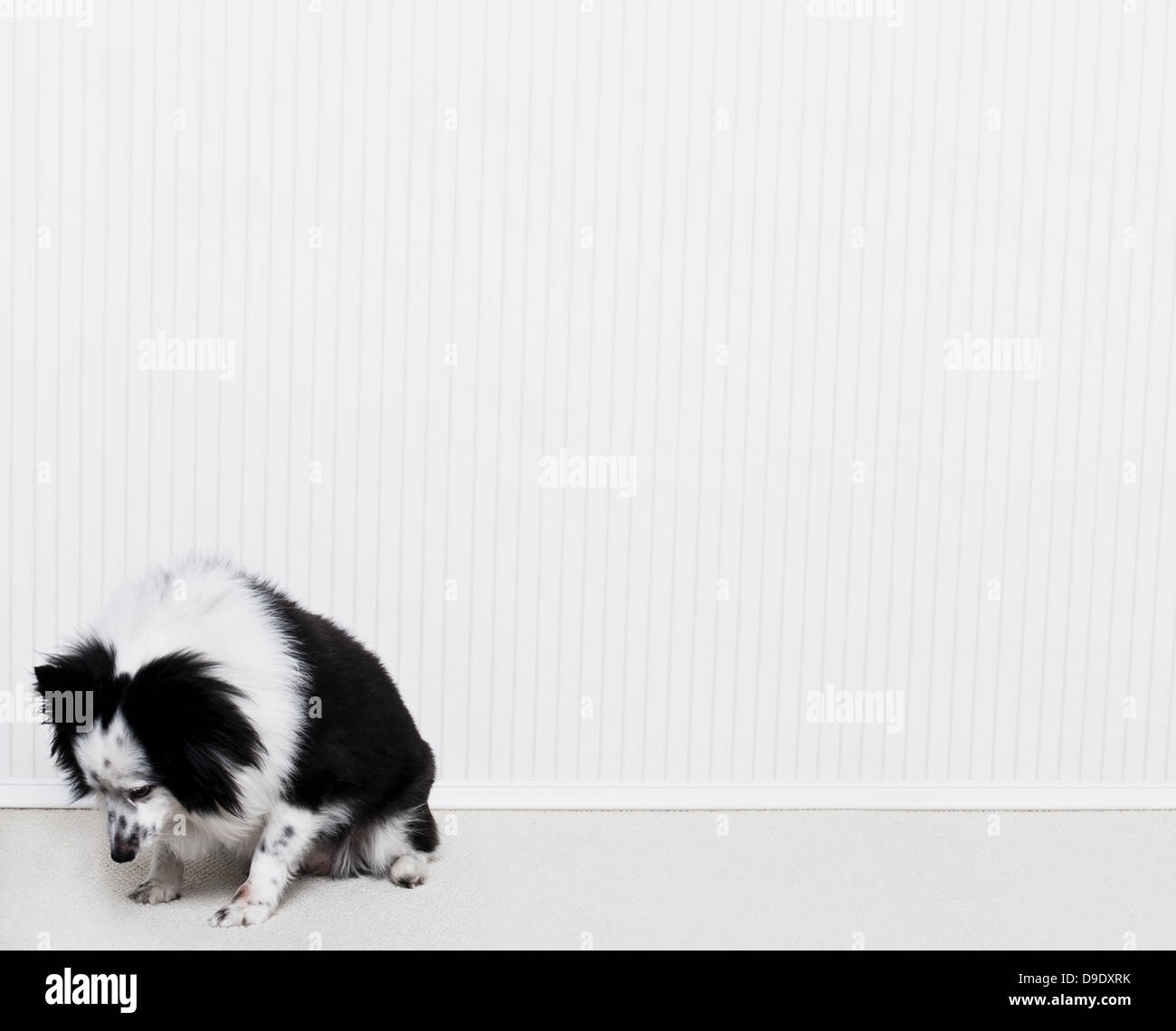 Porträt eines Border-Collie Mix Hund schaut Stockfoto