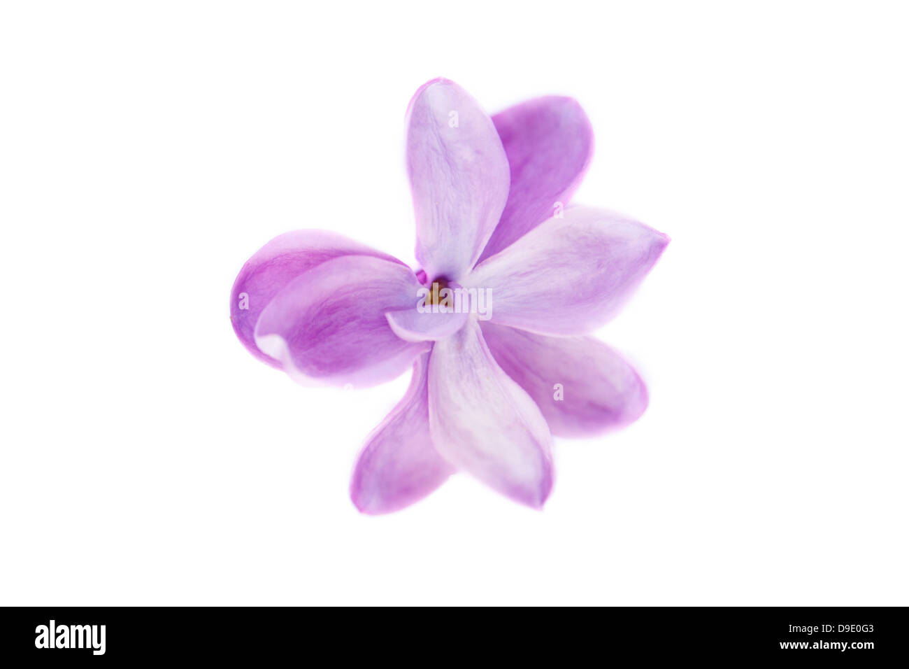 Close-up Fiew eine lila Blume isoliert auf weiß (Syringa Vulgaris) Stockfoto