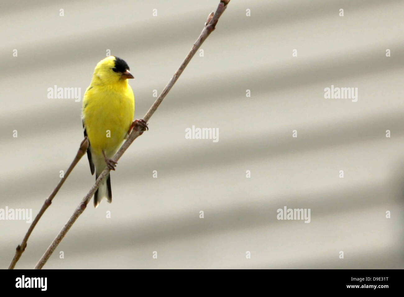 GELB SCHWARZE VOGEL AUF STICK ZWEIG ZWEIG Stockfoto