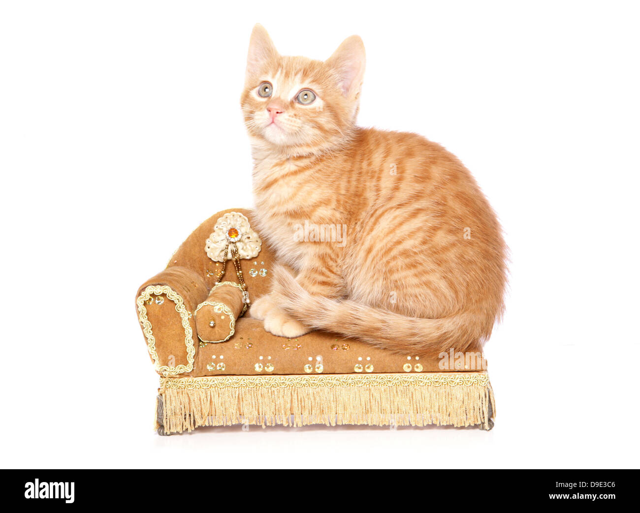 Ingwer Tom Katze sitzt auf einer Chaiselongue Stockfoto