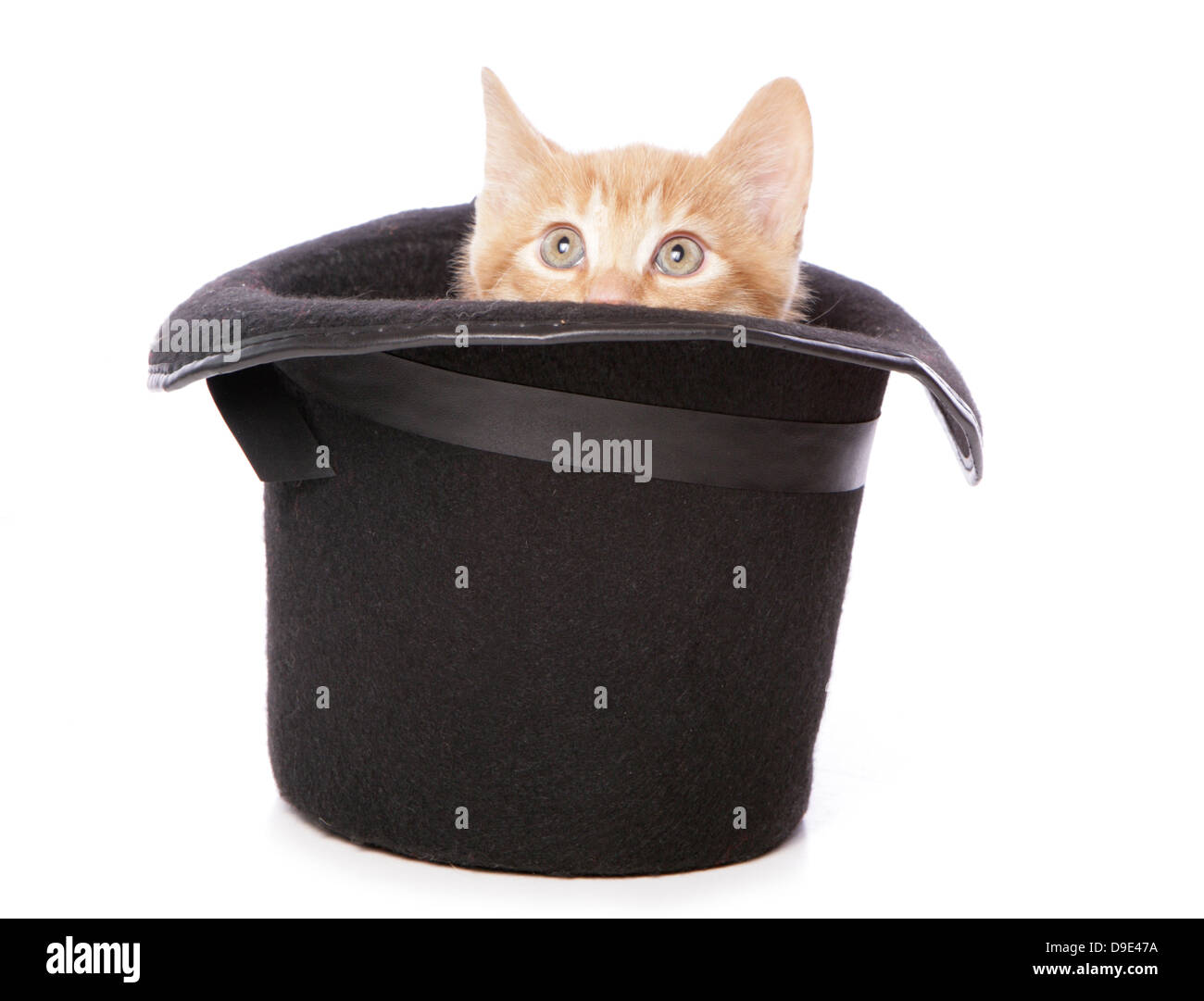 Ingwer Kätzchen versteckt sich in einem Zylinder Stockfoto