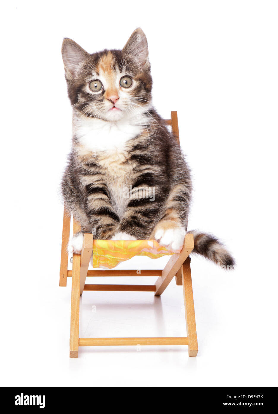 Kätzchen auf einem Liegestuhl sitzen Stockfoto