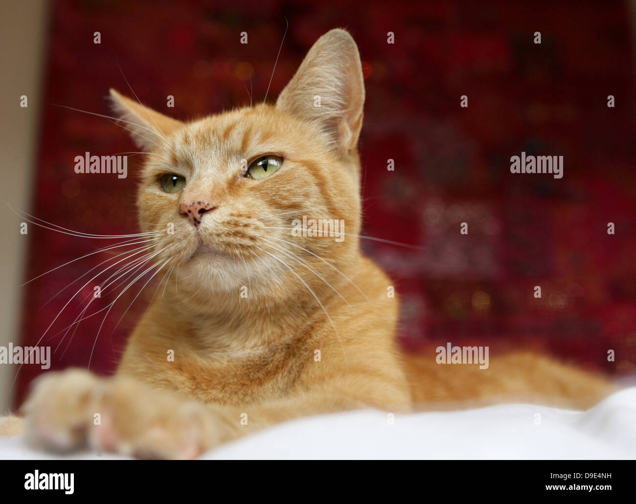 Ingwer, Tom Katze entspannen Stockfoto