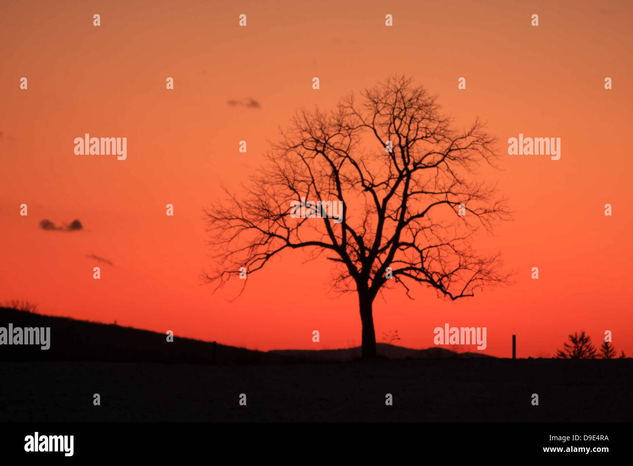 SONNENUNTERGANG BAUM SILHOUETTE Stockfoto