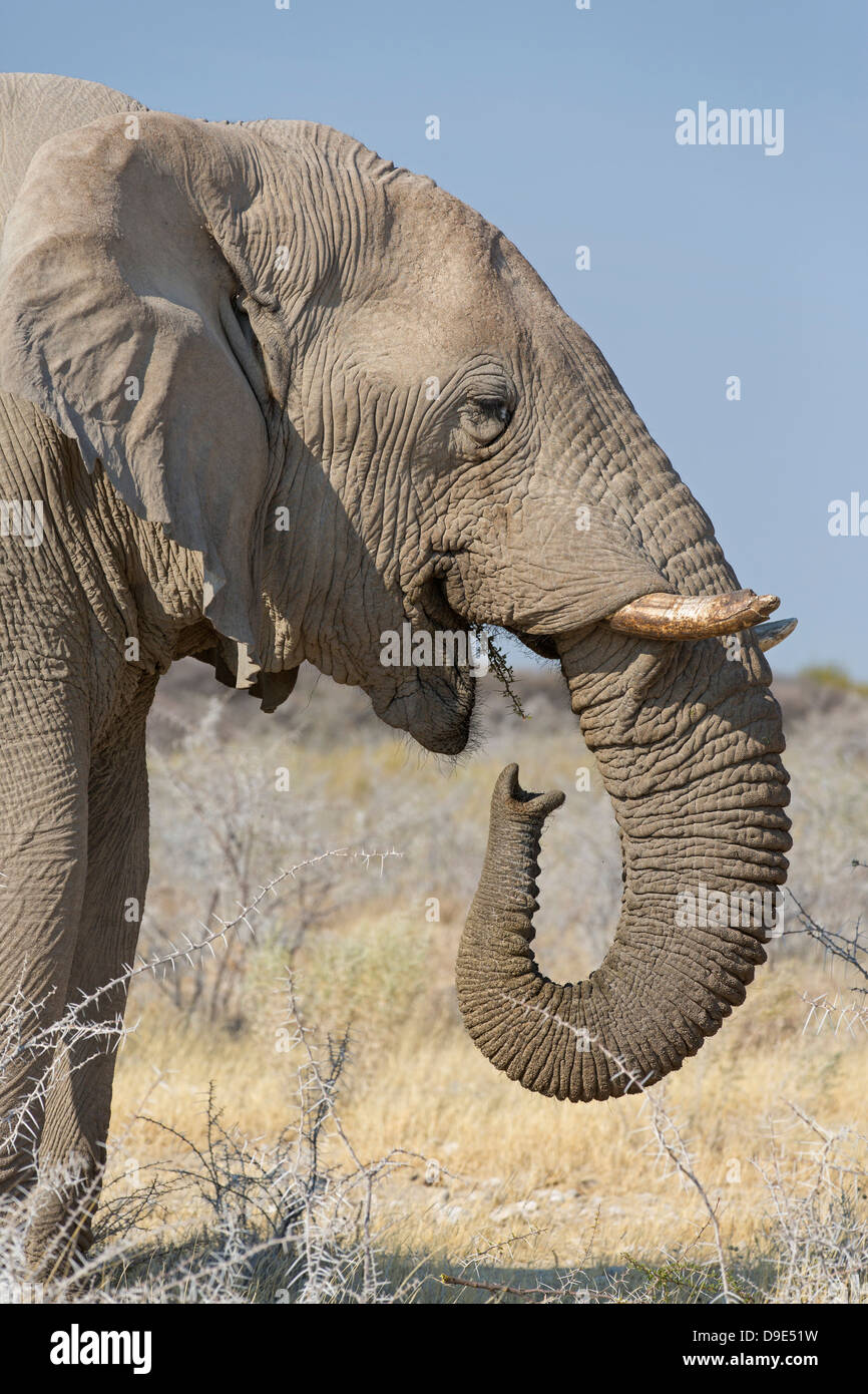 Afrikanischer Bush Elefant, afrikanischer Savanne Elefant, Afrikanischer Elefant, Loxodonta africana Stockfoto