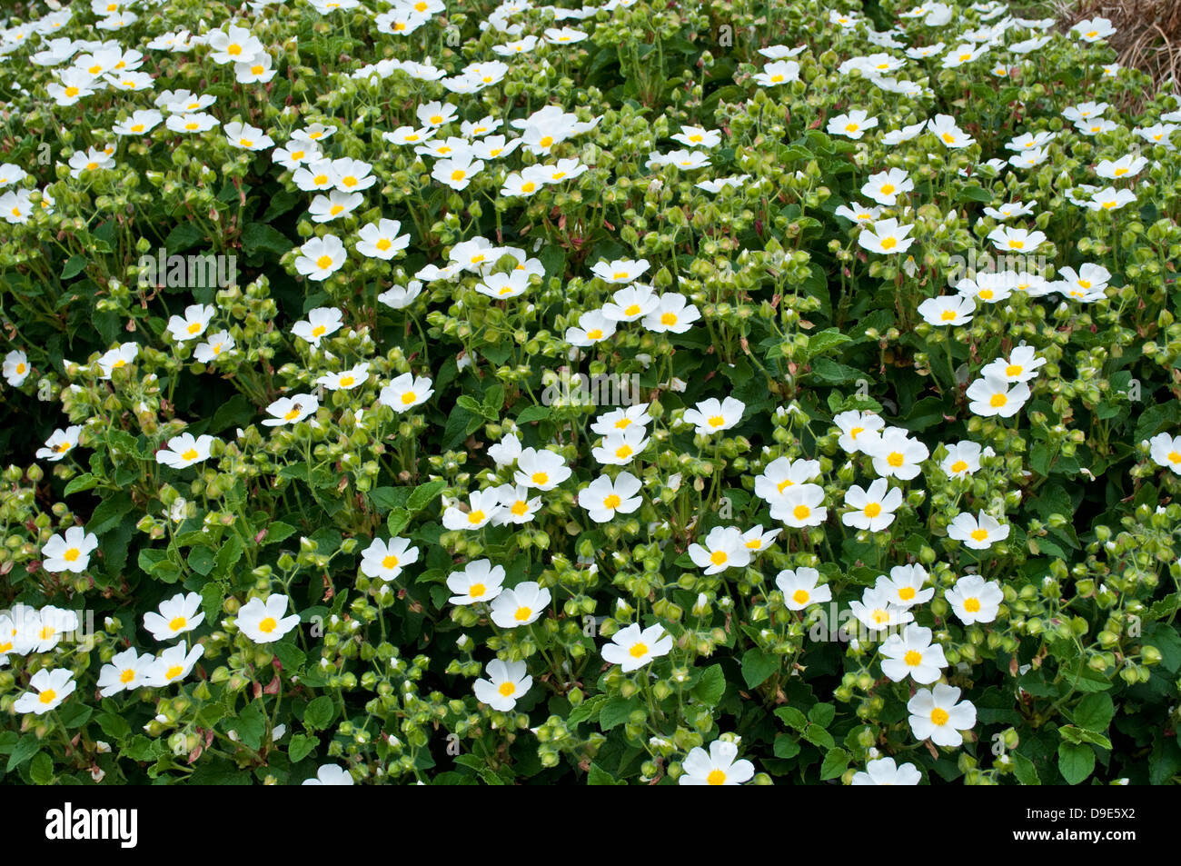 Cistus Clusii, Cistus Monspeliensis Montpelier Cistus Rock Rose Stockfoto