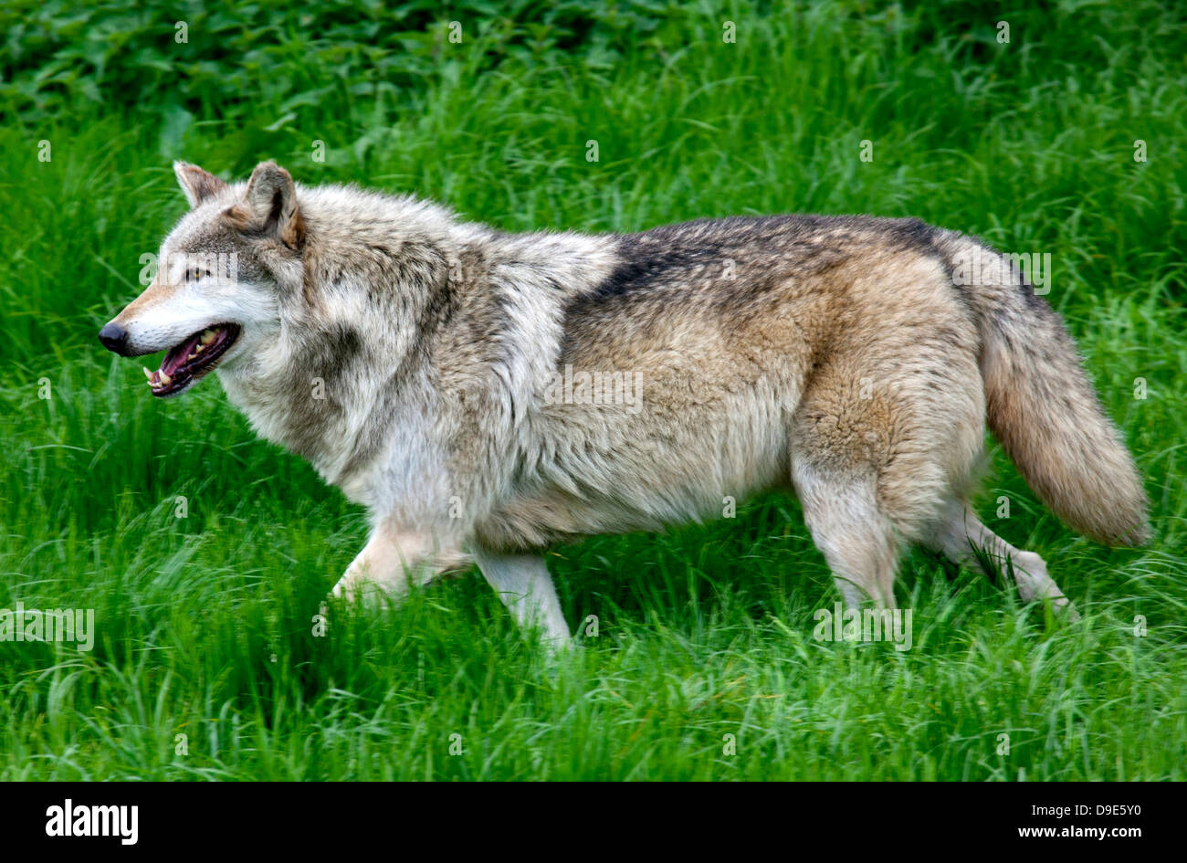 Ein einsamer europäischen Grey Wolf im Rasen laufen Stockfoto