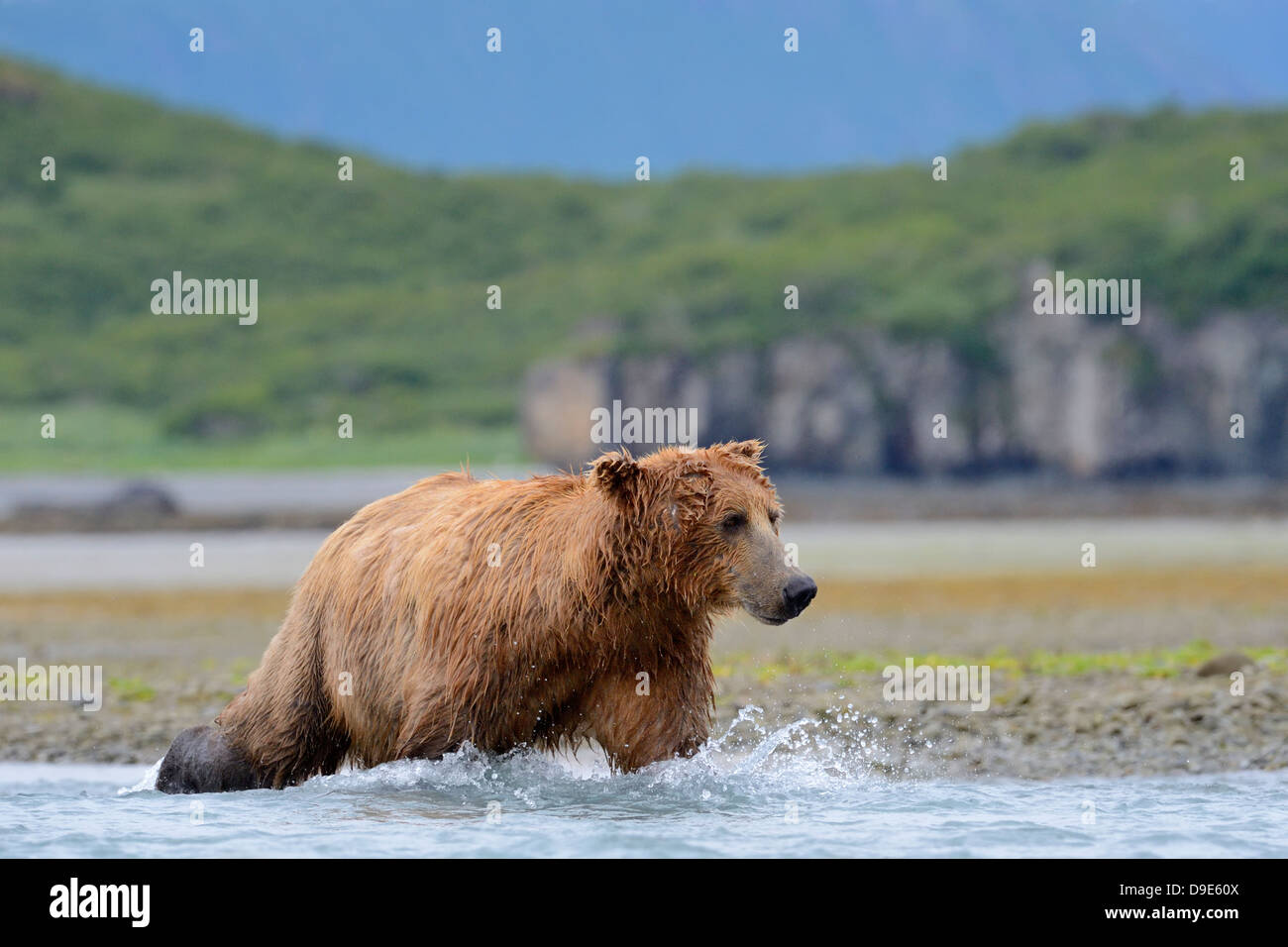 Grizzly Bear Fishing in Mündung Stockfoto