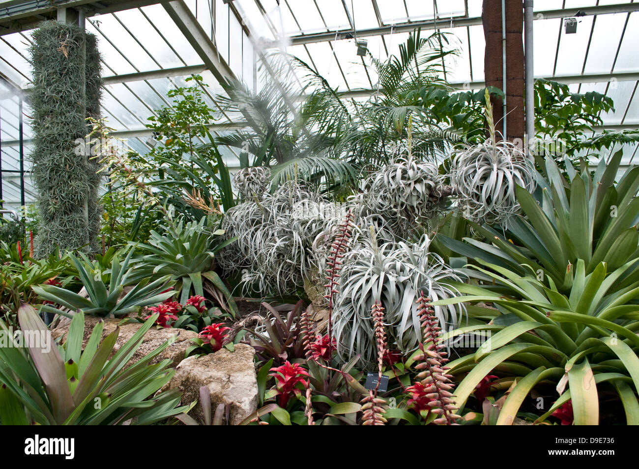 Fürsten von Wales Conservatory - tropischen Abschnitt mit Bromelien, Kew Royal Botanic Gardens, London, UK Stockfoto