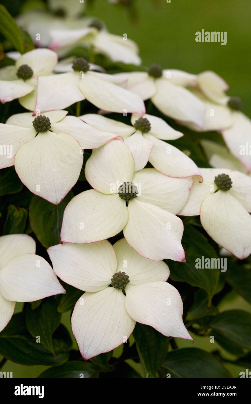 Cornus kousa chinensis hartriegel Fotos und Bildmaterial in hoher