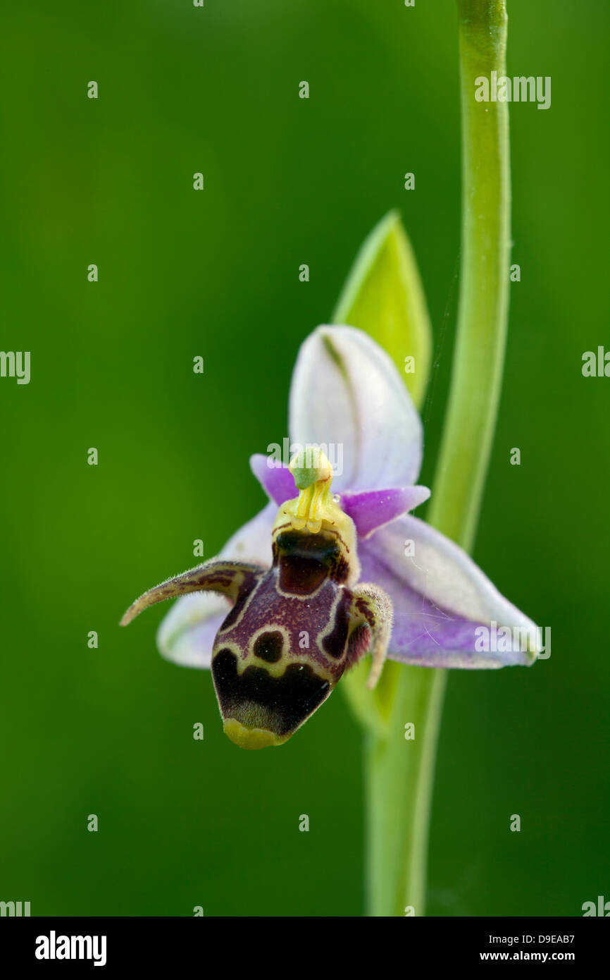 Biene Orchidee (Ophrys Apifera) Stockfoto