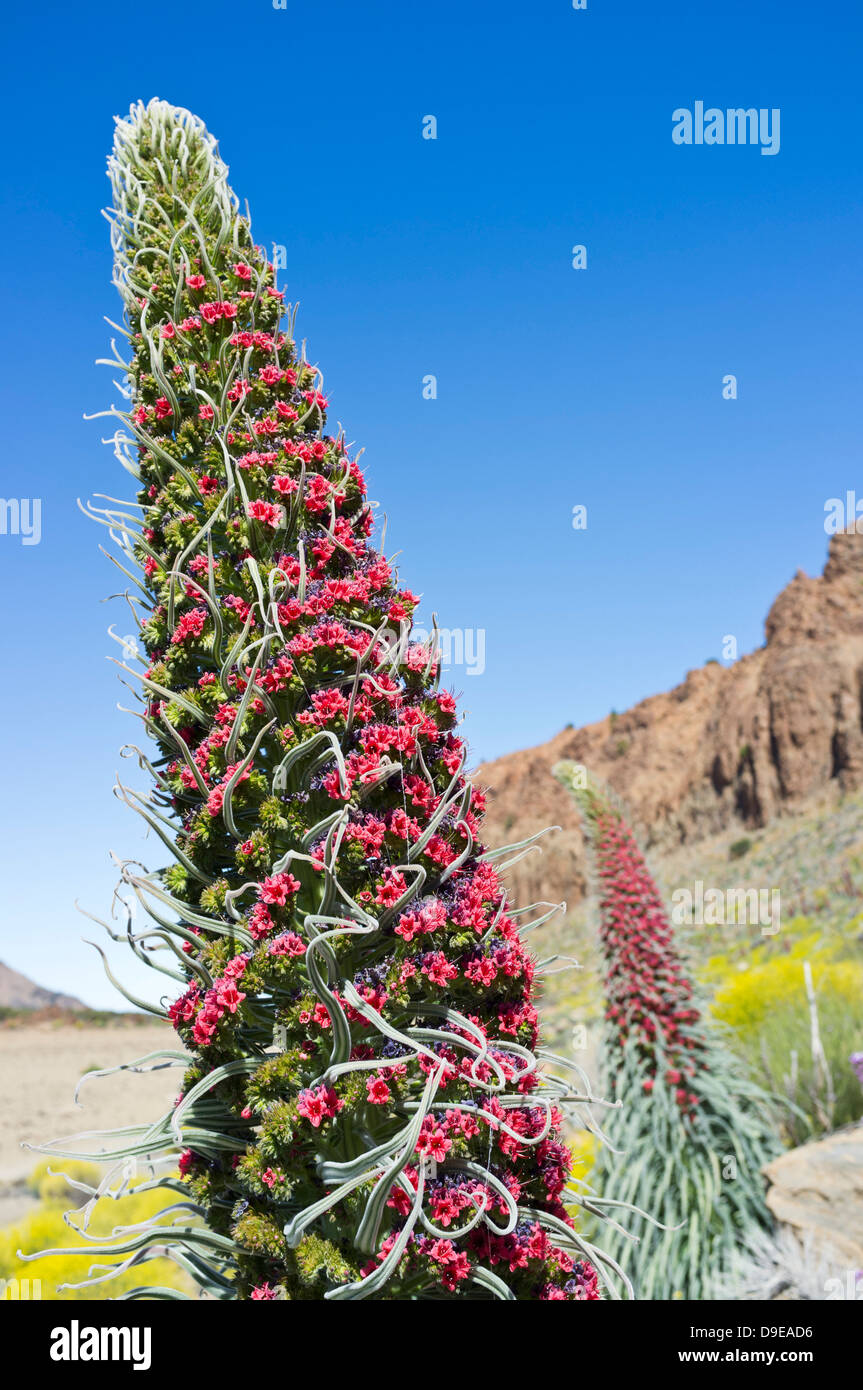 Tajinaste Rojo wächst in der Las Canadas del Teide Nationalpark Teneriffa, Kanarische Inseln, Spanien Stockfoto