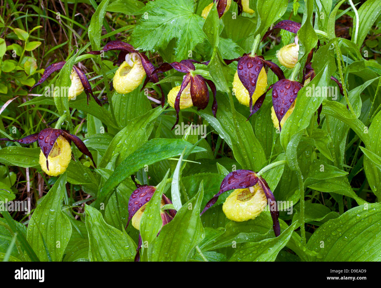 Frauenschuh Orchideen Int Regen (Cypripedium Calceolus) Stockfoto