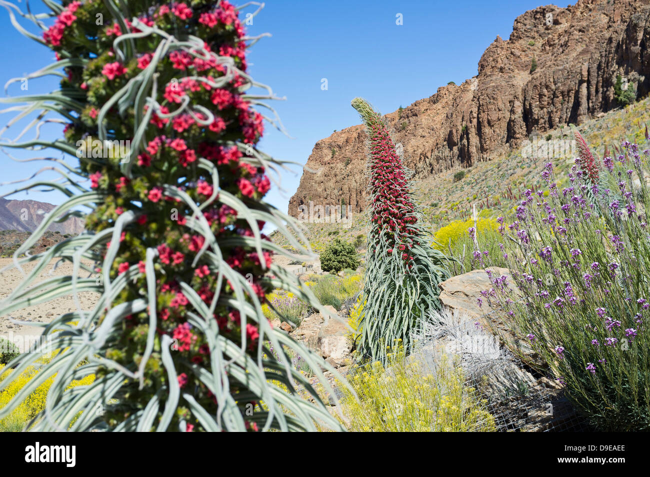 Tajinaste Rojo wächst in der Las Canadas del Teide Nationalpark Teneriffa, Kanarische Inseln, Spanien Stockfoto