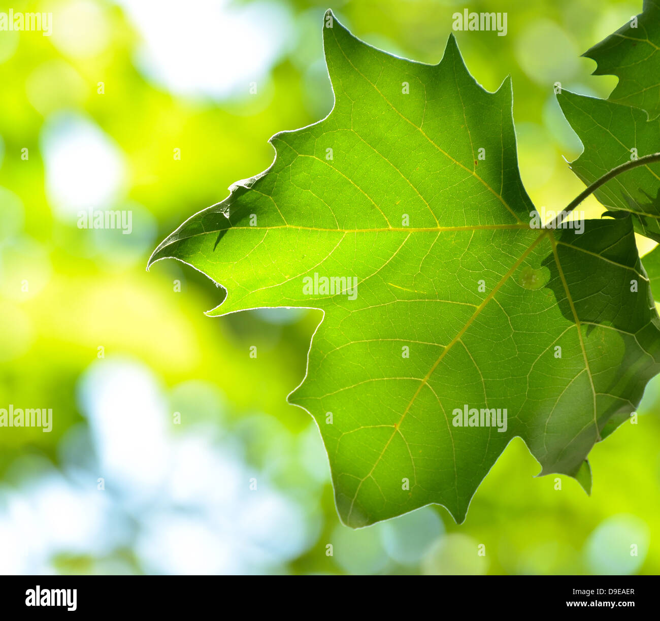 Frische Blätter vor grünem Hintergrund Stockfoto