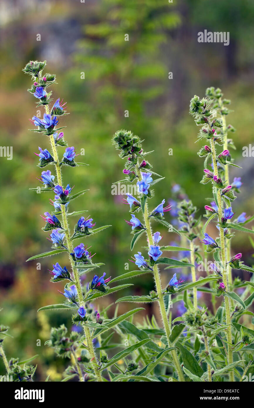 Blueweed (Echium Vulgare) Stockfoto