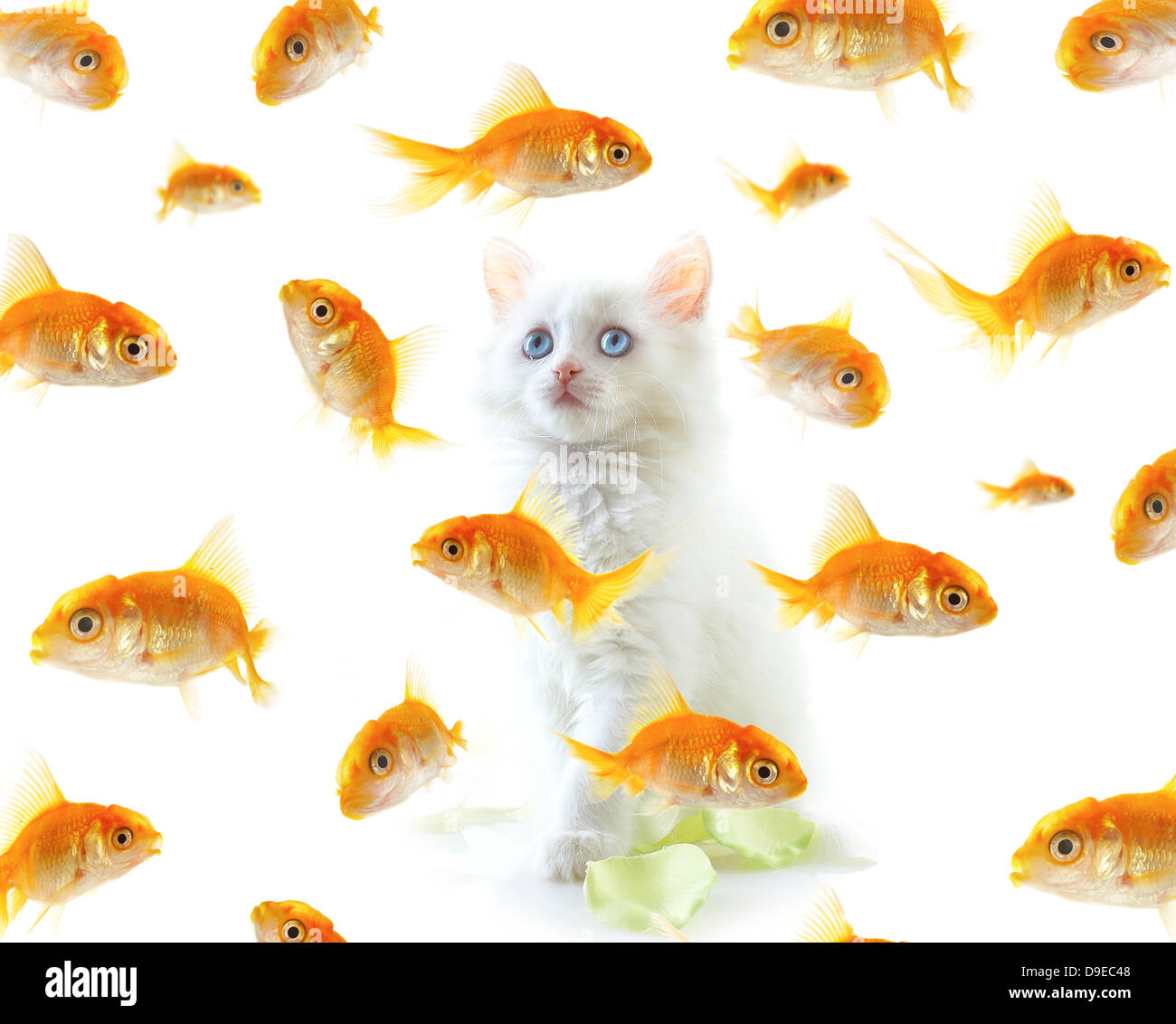 Weiß ein Kätzchen und einem kleinen Goldfisch. Stockfoto