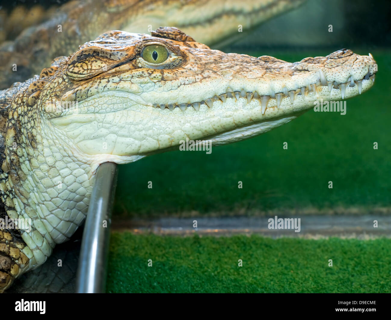 Krokodilkopf Stockfoto