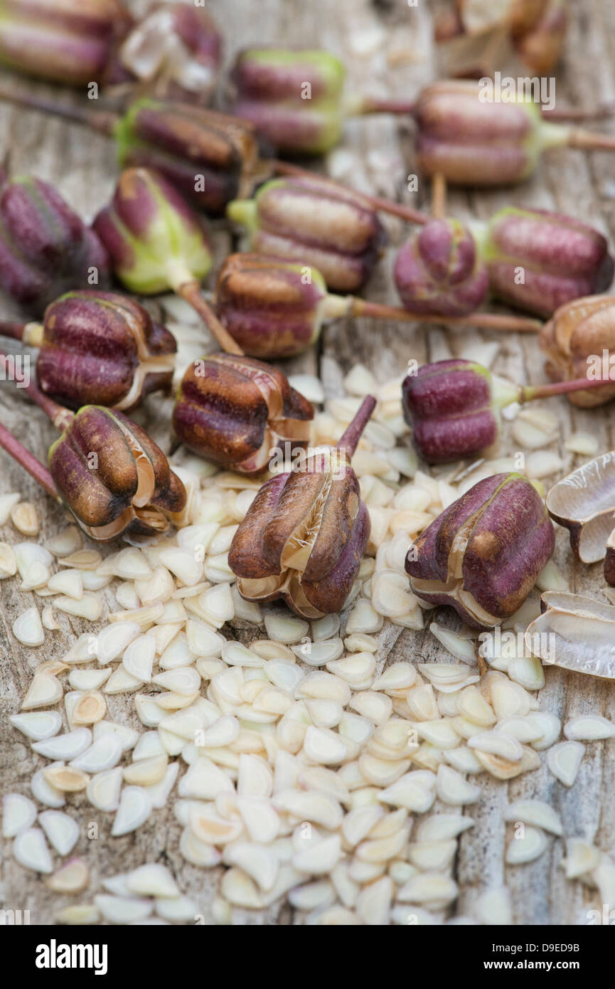 Fritillaria Meleagris. Schlangen Kopf Fritillary Früchte und Samen Stockfoto