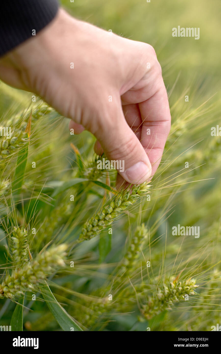 Landwirt hand im Weizenfeld. Ernte-Pflege und Schutz. Stockfoto