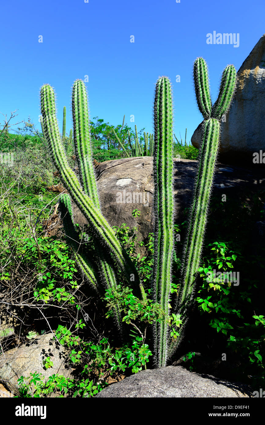 Casibari Park Kaktus Aruba Hooiberg Netherland Antillen NA Caribbean Stockfoto