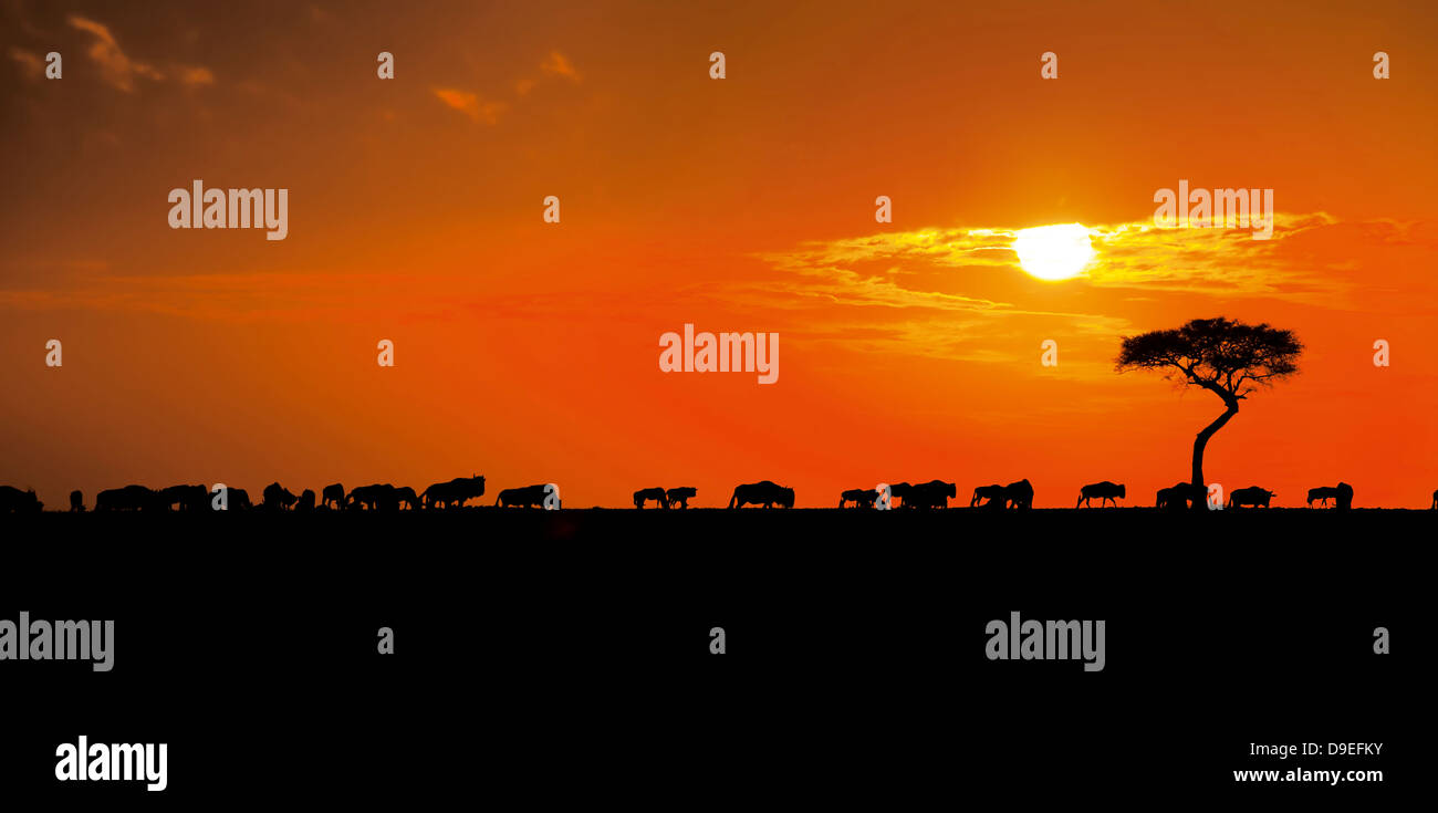 Gnus Herde bei Sonnenaufgang, Gnus, Masai Mara, Kenia Stockfoto