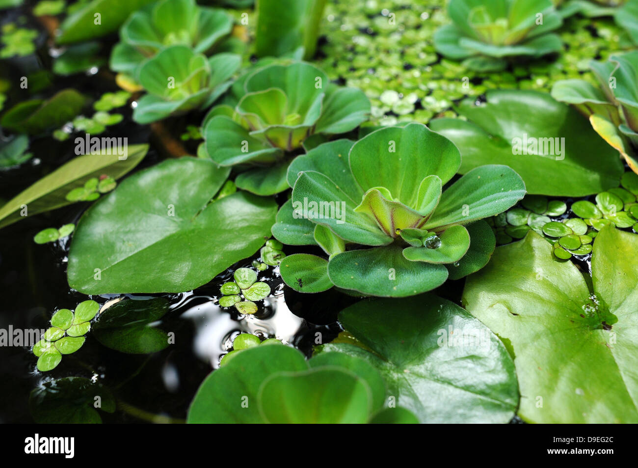 florale Gruppe romantische Saison Oberfläche Waterlily aquatische Hintergrund schön Schönheit blühen blühende Blüte botanische Botanik Stockfoto